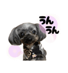 愛溢れる！ヨーキーとパピヨン×プードル（個別スタンプ：29）
