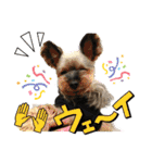 愛溢れる！ヨーキーとパピヨン×プードル（個別スタンプ：30）