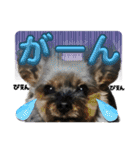 愛溢れる！ヨーキーとパピヨン×プードル（個別スタンプ：34）