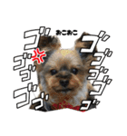 愛溢れる！ヨーキーとパピヨン×プードル（個別スタンプ：35）