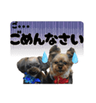 愛溢れる！ヨーキーとパピヨン×プードル（個別スタンプ：36）