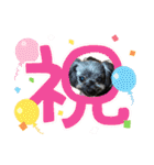 愛溢れる！ヨーキーとパピヨン×プードル（個別スタンプ：39）