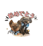 愛溢れる！ヨーキーとパピヨン×プードル（個別スタンプ：40）