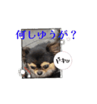 殿様わん仔 土佐弁集（個別スタンプ：1）