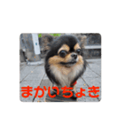殿様わん仔 土佐弁集（個別スタンプ：3）