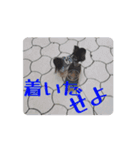 殿様わん仔 土佐弁集（個別スタンプ：5）