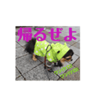 殿様わん仔 土佐弁集（個別スタンプ：8）