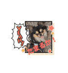 殿様わん仔 土佐弁集（個別スタンプ：14）