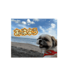 シーズースタンプ m8（個別スタンプ：1）