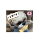 シーズースタンプ m8（個別スタンプ：4）
