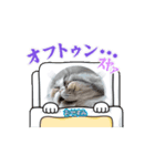 マイキャッ2－3（個別スタンプ：3）