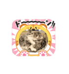 マイキャッ2－3（個別スタンプ：6）