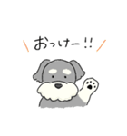 ゆるかわ♡シュナウザースタンプ（個別スタンプ：12）