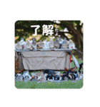 Minchopilan 9（個別スタンプ：3）