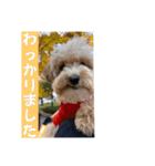 Minchopilan 9（個別スタンプ：4）