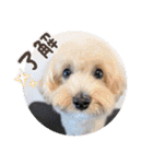 Minchopilan 9（個別スタンプ：5）