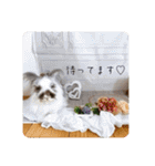 Minchopilan 9（個別スタンプ：11）