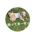 Minchopilan 9（個別スタンプ：12）