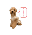 Minchopilan 9（個別スタンプ：13）