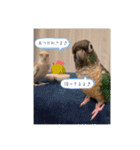 Minchopilan 9（個別スタンプ：20）