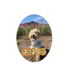 Minchopilan 9（個別スタンプ：21）