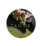 Minchopilan 9（個別スタンプ：22）
