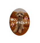 Minchopilan 9（個別スタンプ：37）