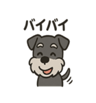 ごきげんシュナ（個別スタンプ：3）