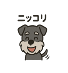 ごきげんシュナ（個別スタンプ：30）