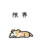 いつでも使えるボーダーコリー（薄茶白）（個別スタンプ：8）