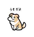 いつでも使えるボーダーコリー（薄茶白）（個別スタンプ：12）