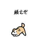 いつでも使えるボーダーコリー（薄茶白）（個別スタンプ：16）