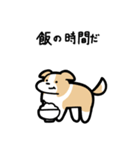いつでも使えるボーダーコリー（薄茶白）（個別スタンプ：21）