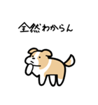 いつでも使えるボーダーコリー（薄茶白）（個別スタンプ：23）