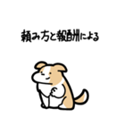 いつでも使えるボーダーコリー（薄茶白）（個別スタンプ：28）