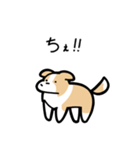 いつでも使えるボーダーコリー（薄茶白）（個別スタンプ：33）