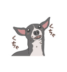 少し動くイタグレくん（個別スタンプ：2）