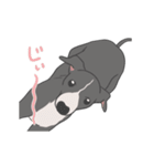 少し動くイタグレくん（個別スタンプ：3）