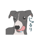 少し動くイタグレくん（個別スタンプ：4）