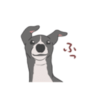 少し動くイタグレくん（個別スタンプ：6）