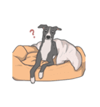 少し動くイタグレくん（個別スタンプ：10）