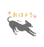 少し動くイタグレくん（個別スタンプ：15）