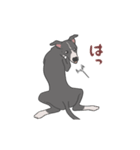 少し動くイタグレくん（個別スタンプ：17）