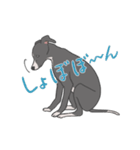 少し動くイタグレくん（個別スタンプ：18）