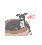 少し動くイタグレくん（個別スタンプ：19）