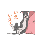 少し動くイタグレくん（個別スタンプ：21）