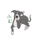 少し動くイタグレくん（個別スタンプ：23）