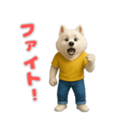 サモエドの喜怒哀楽スタンプ2（個別スタンプ：12）