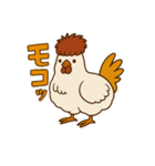鶏の烏骨ちゃんスタンプ（個別スタンプ：1）