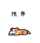 いつでも使えるボーダーコリー（赤白）（個別スタンプ：8）
